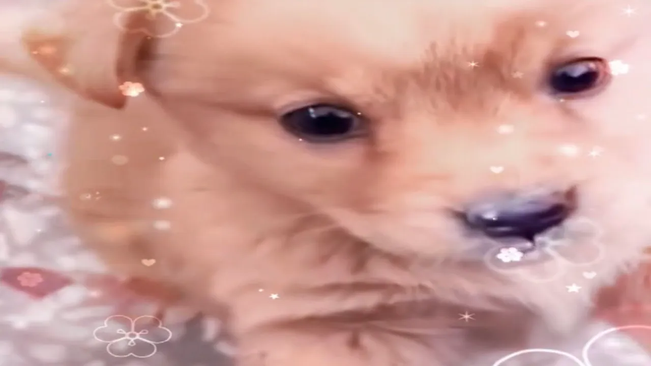 GX.Store Mod your browser Mulch