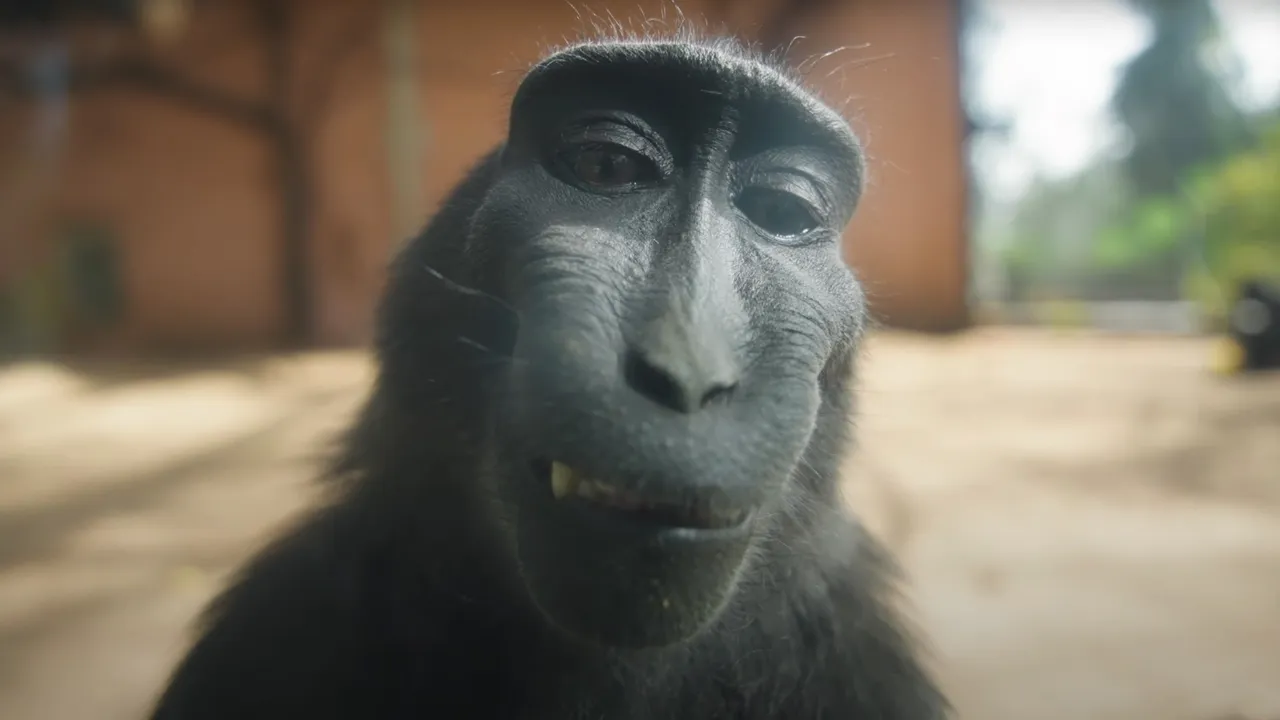 Monkey RIZZ - Mod your browser | GX Store