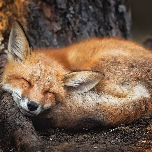 Foxtail icon