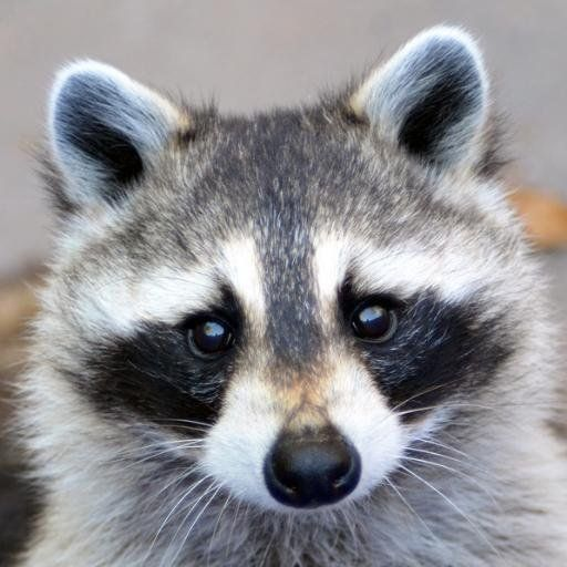Raccoontail icon